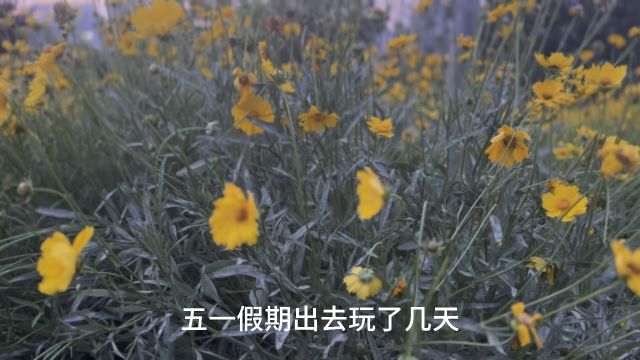 最美的田野花海,安静的傍晚黄昏,家门口也有不错的风景