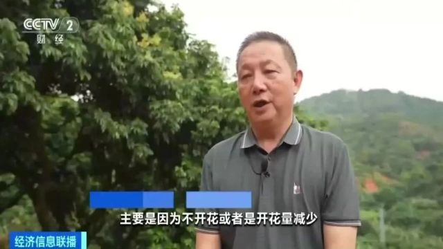 广东荔枝总体减产,今年还能实现“荔枝自由”吗?