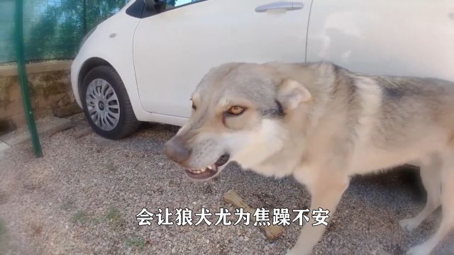 全球最凶猛的十种恶犬1