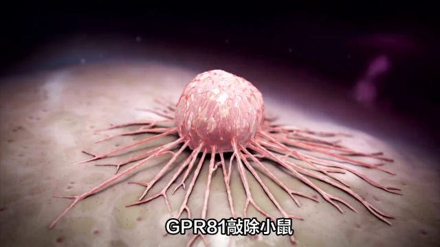 北京大学研究团队发现乳酸驱动癌症恶病质新机制