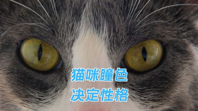 猫咪的瞳色决定性格,你对比看看,准不准?