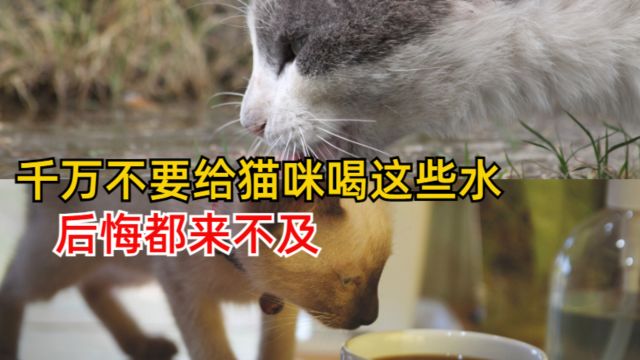 千万不要给猫咪喝这些水,后悔都来不及