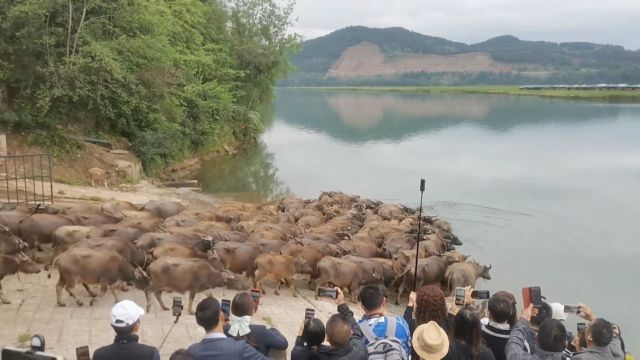 百头牛到嘉陵江吃草上演“百牛渡江”壮观场面