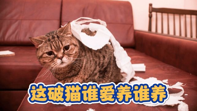 养猫人的崩溃瞬间,这破猫谁爱养谁养