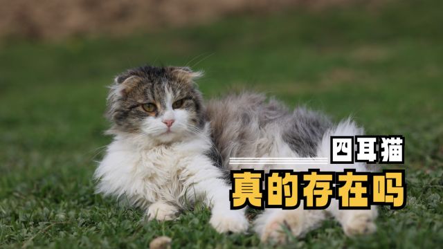 四耳猫真的存在吗,你了解多少?