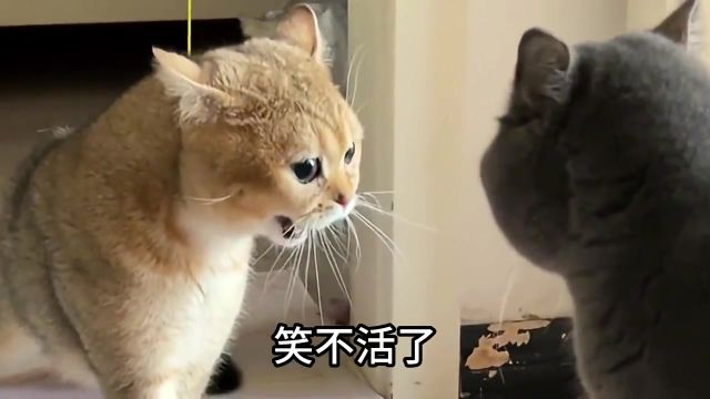 猫咪打架真狠#萌宠出道计划 #萌宠 #搞笑