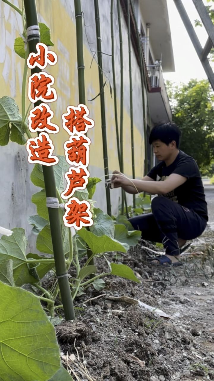 小院改造之搭葫芦架