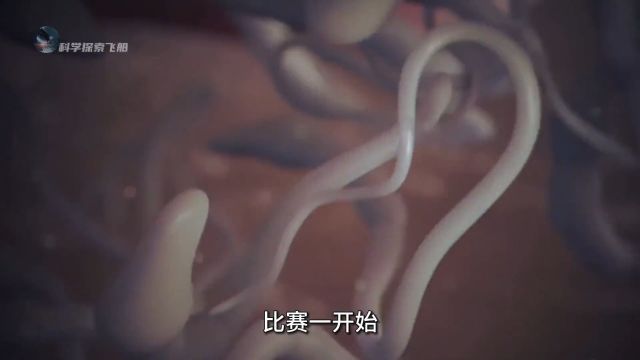 你知道精子的一生都经历了什么吗?带你看人生中第一场比赛如何获胜的