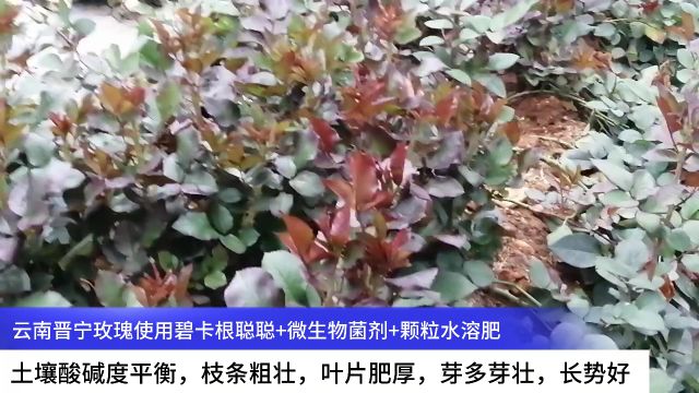 玫瑰种植技术云南晋宁玫瑰使用碧卡根聪聪+微生物菌剂+颗粒水溶肥,土壤酸碱度平衡,枝条粗壮,叶片肥厚,芽多芽壮,长势好