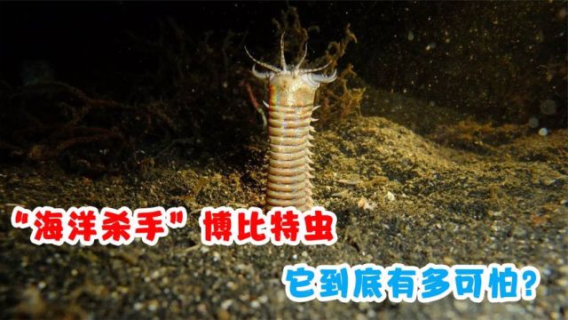 “海洋杀手”博比特虫,体长可达3米,它到底有多可怕?