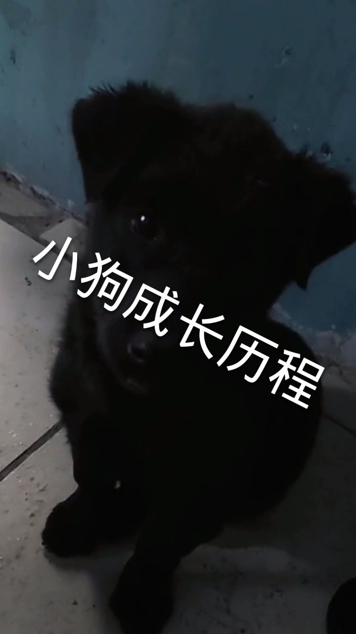小黑的成长