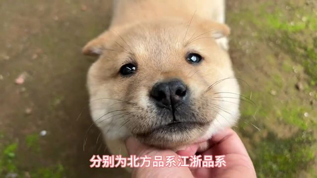 科普世界上的犬种:探秘中华田园犬、历史、魅力与现状