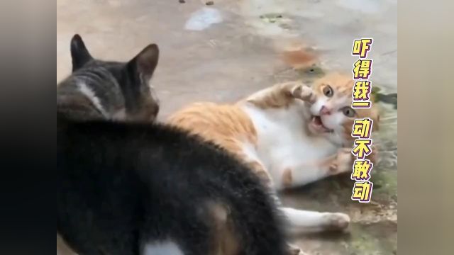 这我的小猫快看啊