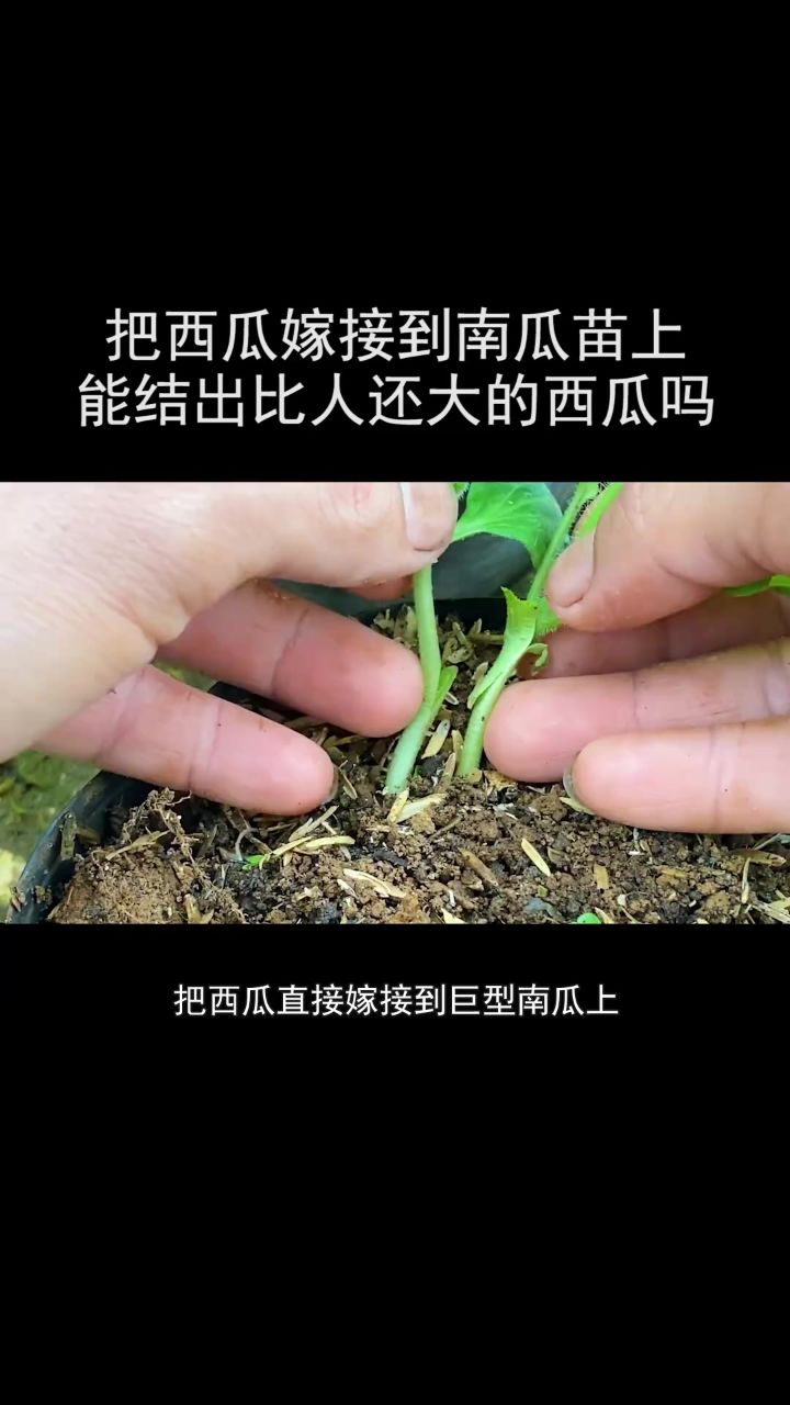 耗时129天,西瓜嫁接南瓜苗,能结出比人大的西瓜吗?