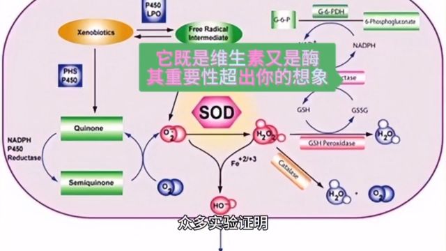 80水苏糖帮助人体自由合成的SOD,其抗氧化性无敌