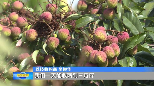 美味果实惹人馋 大路镇荔枝迎来收获季