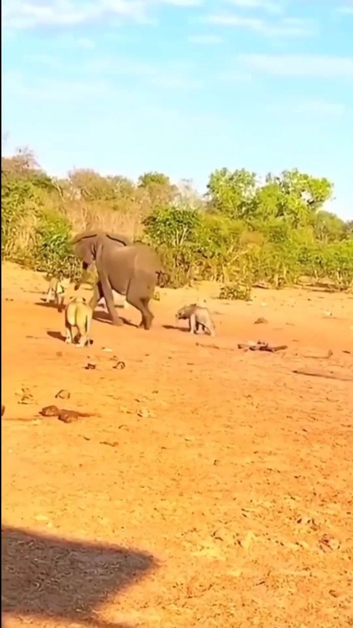 狮群围攻小象一家