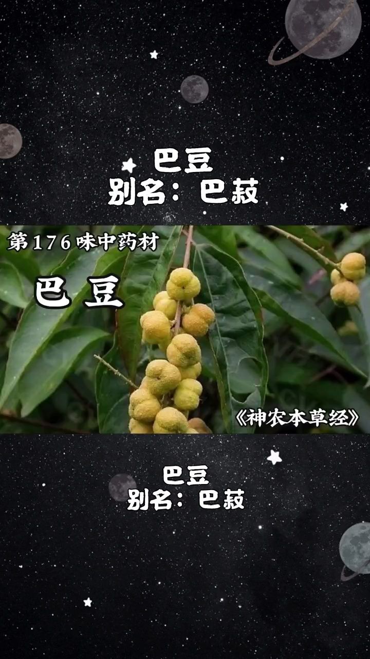 今天介绍第一百七十六味中药材,巴豆#中医 #巴豆 #中药材 #中草药