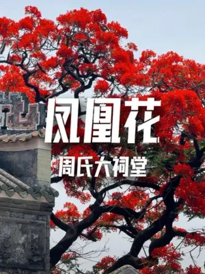 打卡周氏大祠堂凤凰花.