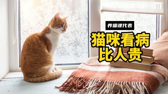 猫咪去宠物医院看病,为什么这么贵?