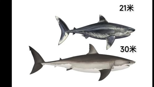 动物科普 巨齿鲨最新30米复原 比蓝鲸还大