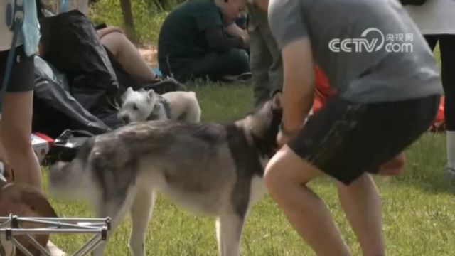 携宠旅行“热”,携宠旅游前景广阔,相关服务和标准有待完善