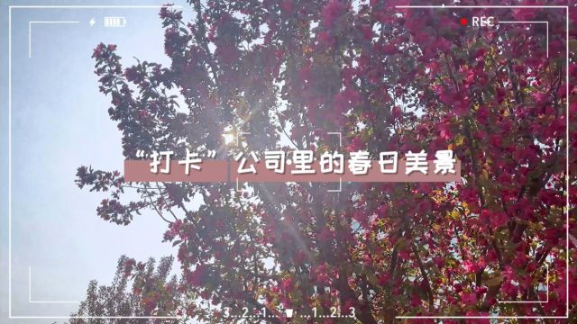 春日限定 | “打卡”公司里的春日美景