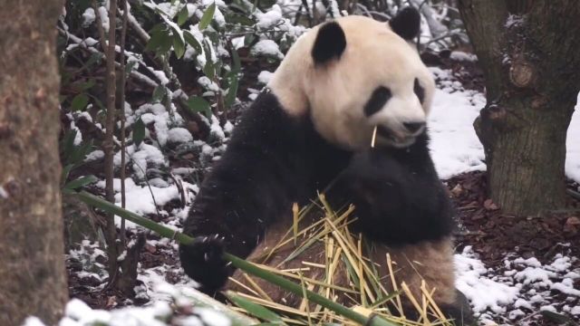 之前山上还有苦竹,奶爸们会上山砍给肉嘟嘟吃