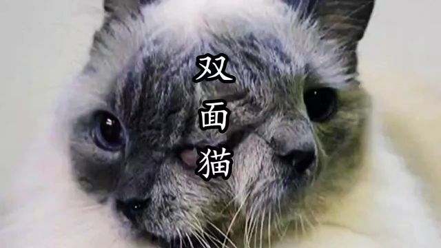 双面猫,你见过吗?