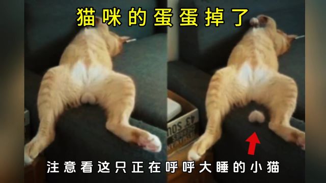 猫咪的蛋蛋,竟然在熟睡中掉落了… #涨见识 #猫咪 #养猫 #科普一下 #奇闻趣事 #奇闻奇事 #喵星人 #奇闻异事 #猫 #猫咪的迷惑行为