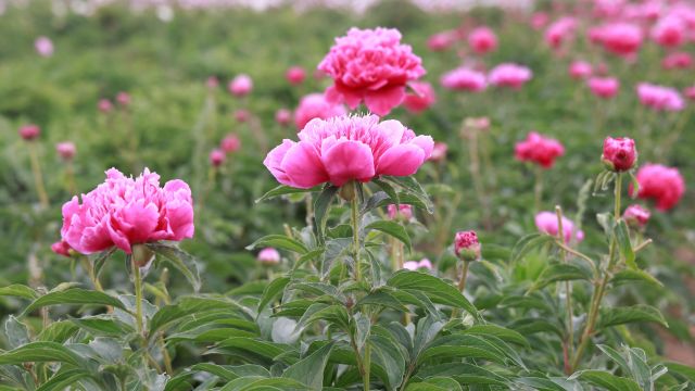 千城胜景|河北故城:芍药花开迎客来