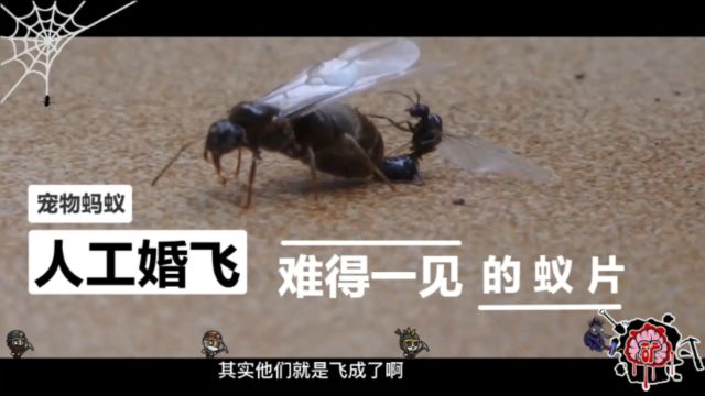 高清无码蚁片第二弹,蚁商大佬们不愿意说的那些人工婚飞的秘密.