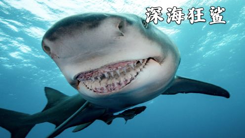 《深海狂鲨》3/3 科学家违反规定提取鲨鱼脑细胞，意外让其拥有了堪比人类的智慧！