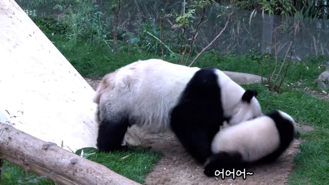 睿宝破坏南天宝遭到爱宝冲撞