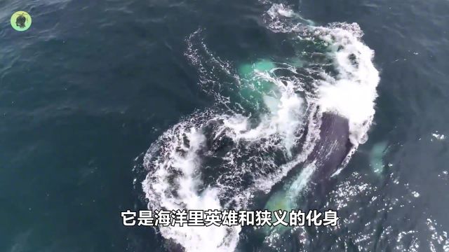 海洋里真正的英雄,唯一让虎鲸惧怕的动物,“海王”颜面扫地?