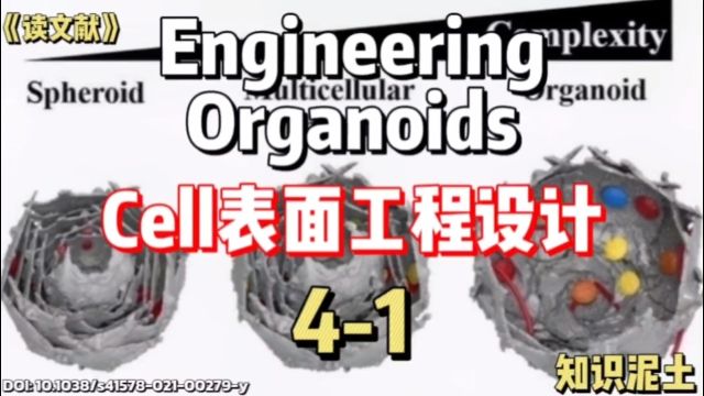 对Cell表面进行设计,可应用于Organoid的形成?[知识泥土读文献]