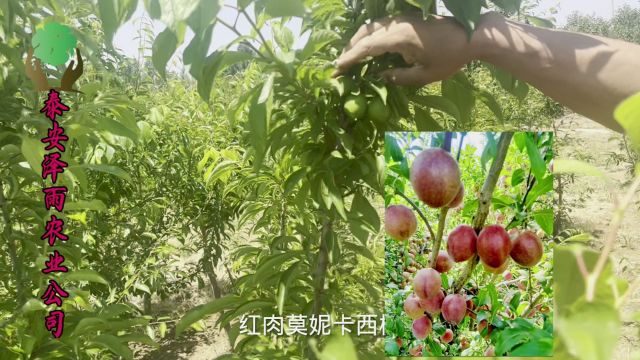 野酸梅砧木上的红肉佳品:莫妮卡西梅树苗 秋季供应