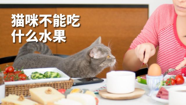 猫咪不能吃什么水果,不要喂它吃了