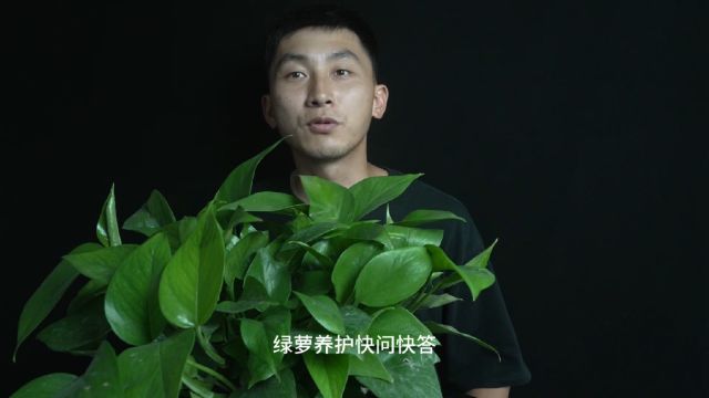 绿萝反馈问题快问快答