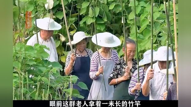 揭秘传承了上千年的“夏布”制作技艺,你穿过夏布织的衣服吗?非遗传承夏布传统手艺纪录片解说