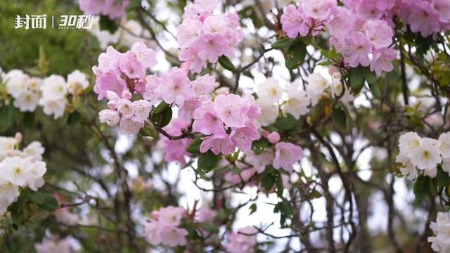 花开成海!四川凉山金阳县10万亩索玛花进入盛花期丨图集