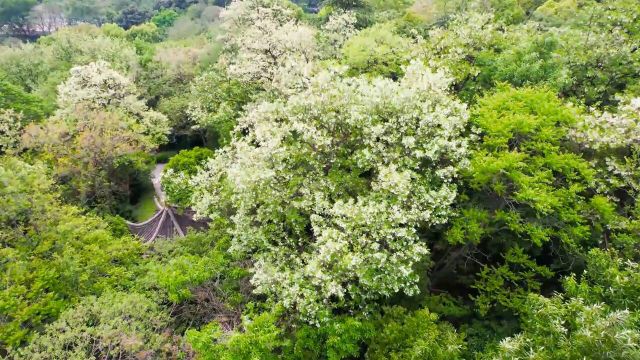 东营市河口区:串串槐花如铃铛 万亩槐林竞飘香