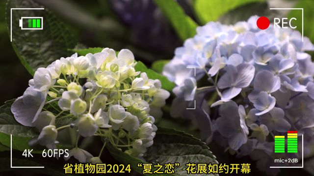 湖南省植物园抛“绣球”啦