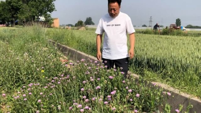 刺儿花泡水直接碾压菊花,采摘那种最适合泡水,来欣赏了解下