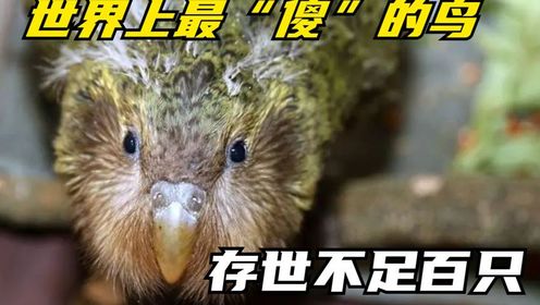 世界上最“傻”的鸟,不会飞行只走路,存世不足百只_高清1080P在线观看平台_腾讯视频