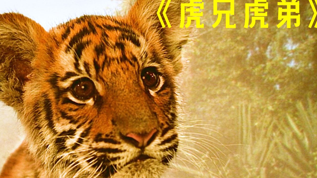 《虎兄虎弟》:被人类抓走后,老虎两兄弟迎来了不同命运