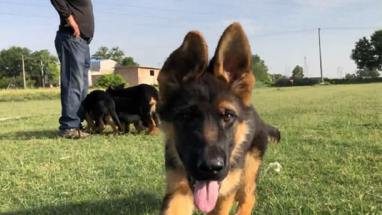 赛系德牧犬的标准图片图片