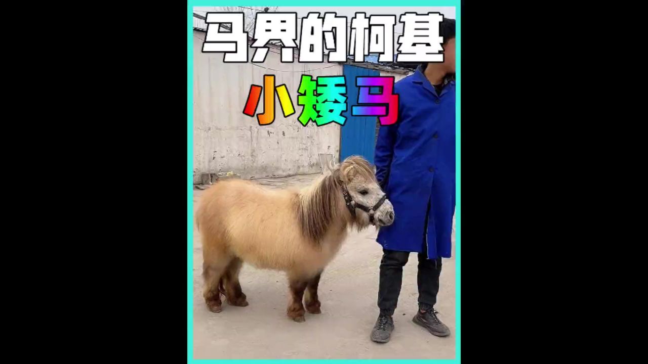 小矮马照片图片