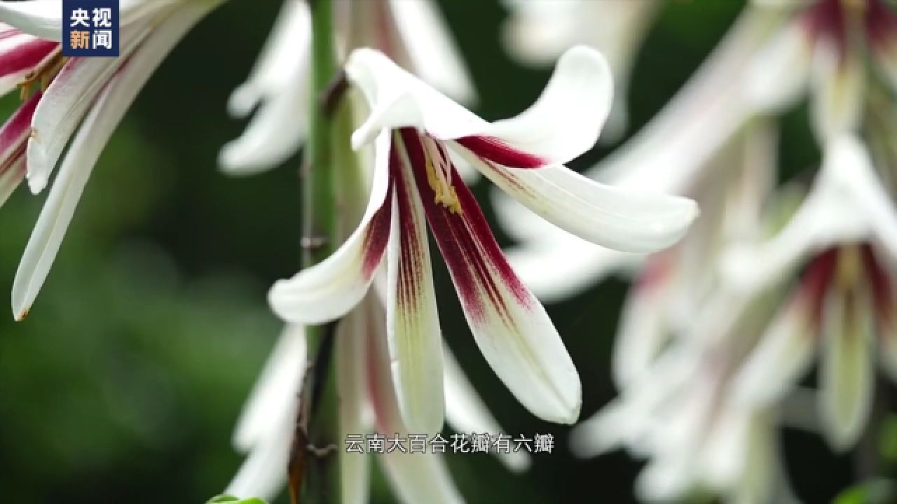 云南开出2米高大百合花:洁白花朵随风摇曳 航拍场面震撼
