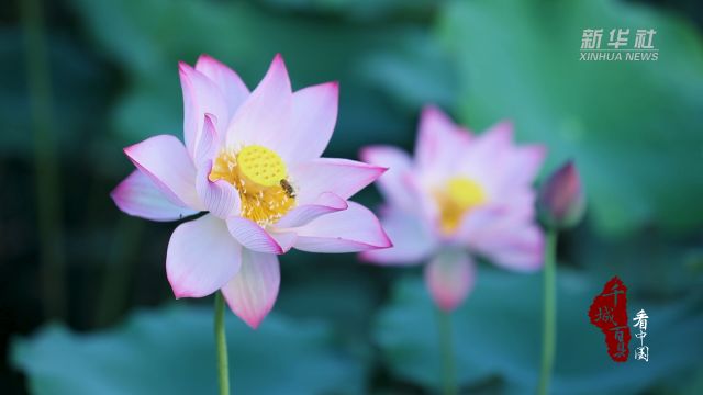 千城百县看中国|山东菏泽:荷花盛开 夏意满塘